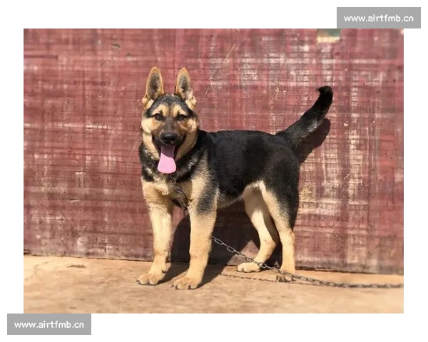 赛级犬巅峰对决全景解析国际高水准犬类赛事精彩视频实录鉴赏